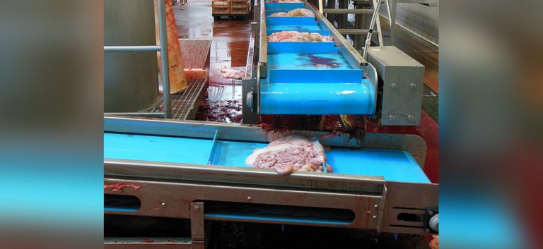 Safer Efficient Abattoir Conveyor Retrofit Volta Belting