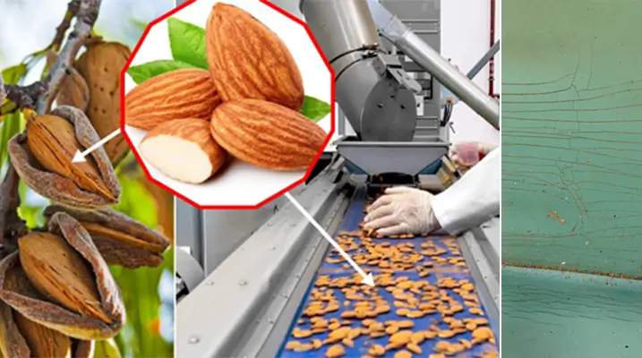 Case study - Almonds